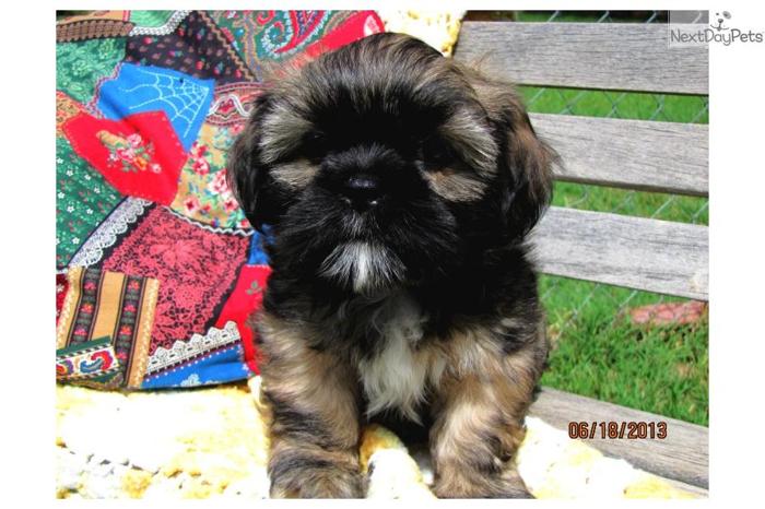 (ON HOLD)G2-02 Male Lhasa Apso Puppy (ON HOLD)