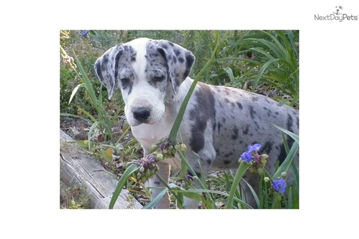 Outstanding Mantle Merle Female Puppy