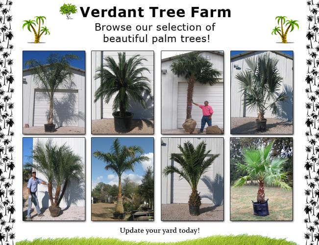 Palm trees for sale houston tx for sale in austin texas classified