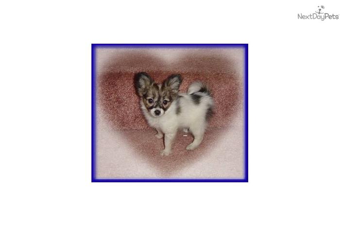 PAPILLON PUPPIES -- BOYS AND GIRLS