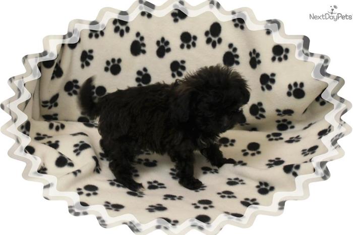 Papipoo Puppies For Sale