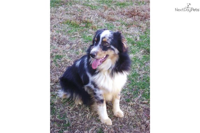 Patch - Adult Blue Merle Male