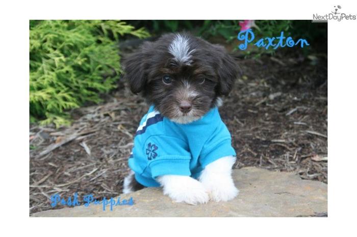 Paxton Chocolate and White Maltipoo Boy