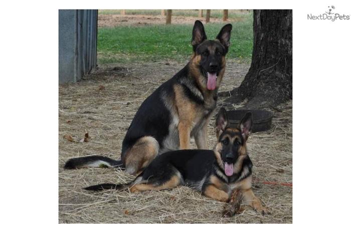 Perfect AKC Family & Working German Shepherd Pups!