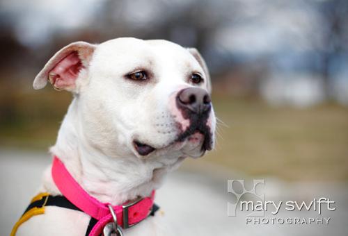 Pit Bull Terrier: An adoptable dog in Baltimore, MD