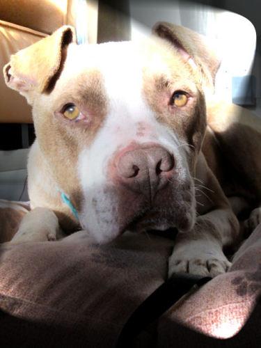Pit Bull Terrier: An adoptable dog in Boise, ID