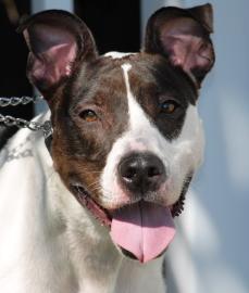 Pit Bull Terrier: An adoptable dog in Fort Myers, FL