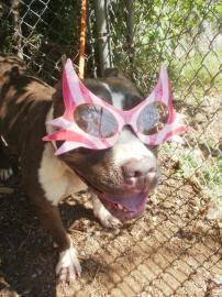 Pit Bull Terrier: An adoptable dog in Lynchburg, VA