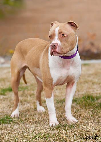 Pit Bull Terrier: An adoptable dog in Reno, NV