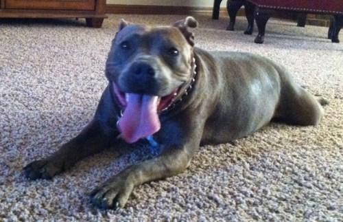 Pit Bull Terrier: An adoptable dog in Tulsa, OK