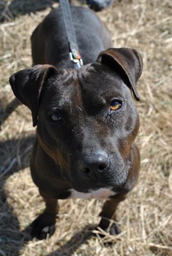 Pit Bull Terrier: An adoptable dog in Wilmington, DE