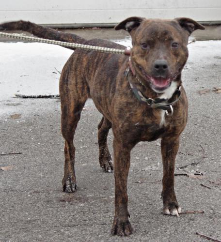 Pit Bull Terrier: An adoptable dog in Youngstown, OH