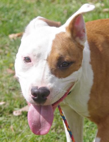 Pit Bull Terrier: An adoptable dog in Youngstown, OH