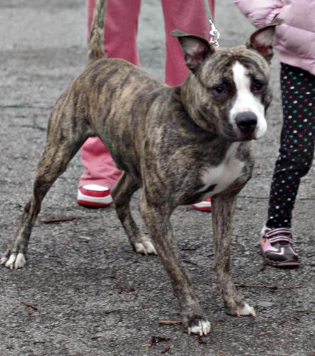 Pit Bull Terrier: An adoptable dog in Youngstown, OH