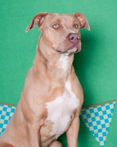 Pit Bull Terrier: An adoptable dog in Yuma, AZ