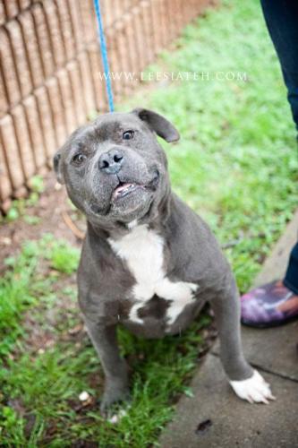 Pit Bull Terrier/American Staffordshire Terrier Mix: An adoptable dog in Decatur, GA