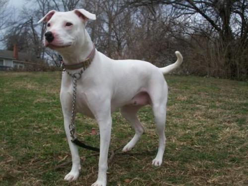 Pit Bull Terrier Mix: An adoptable dog in Annapolis, MD