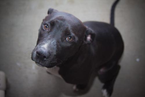 Pit Bull Terrier Mix: An adoptable dog in Bowling Green, KY
