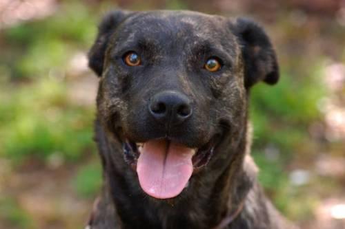Pit Bull Terrier Mix: An adoptable dog in Charlotte, NC