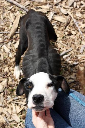 Pit Bull Terrier Mix: An adoptable dog in Decatur, GA