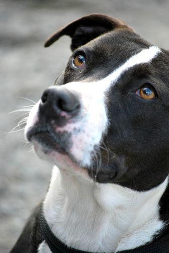 Pit Bull Terrier Mix: An adoptable dog in Greenville, NC