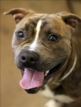 Pit Bull Terrier Mix: An adoptable dog in Lexington, KY