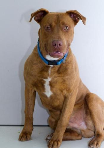 Pit Bull Terrier Mix: An adoptable dog in Logan, UT