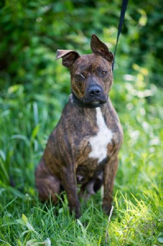 Pit Bull Terrier Mix: An adoptable dog in Louisville, IL