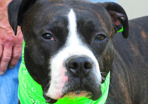 Pit Bull Terrier Mix: An adoptable dog in Louisville, KY