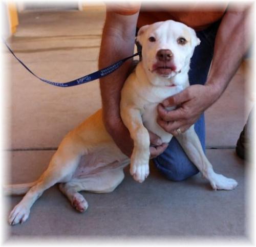 Pit Bull Terrier Mix: An adoptable dog in Merced, CA