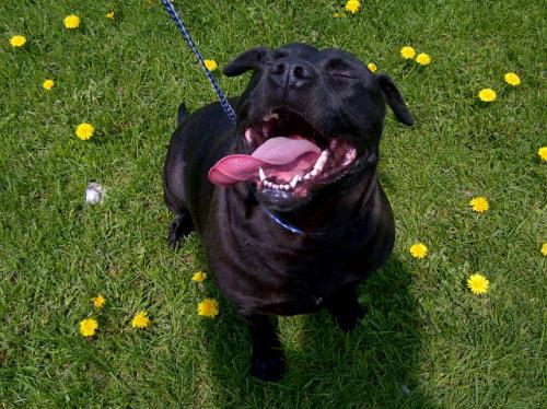 Pit Bull Terrier Mix: An adoptable dog in Sandusky, MI