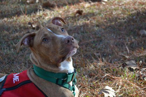 Pit Bull Terrier Mix: An adoptable dog in Tallahassee, FL