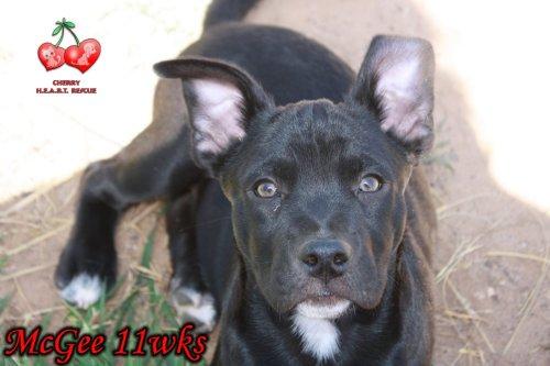 Pit Bull Terrier Mix: An adoptable dog in Wichita Falls, TX