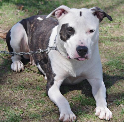 Pit Bull Terrier Mix: An adoptable dog in Youngstown, OH