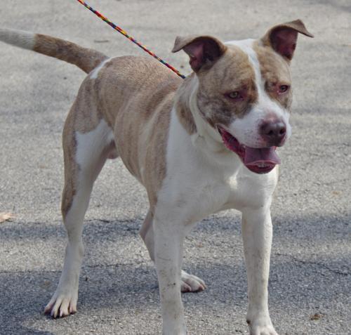 Pit Bull Terrier Mix: An adoptable dog in Youngstown, OH