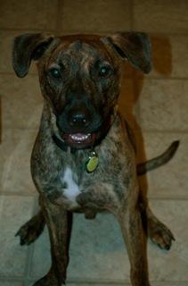 Pit Bull Terrier/Belgian Shepherd Malinois Mix: An adoptable dog in Pasadena, MD