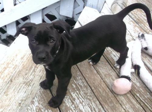 Pit Bull Terrier/Labrador Retriever Mix: An adoptable dog in Louisville, KY