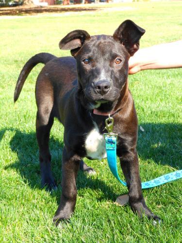 Pit Bull Terrier/Labrador Retriever Mix: An adoptable dog in Statesboro, GA