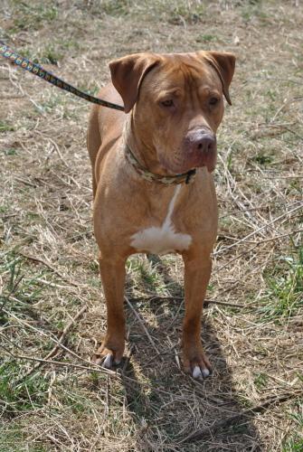 Pit Bull Terrier/Labrador Retriever Mix: An adoptable dog in Wilmington, DE