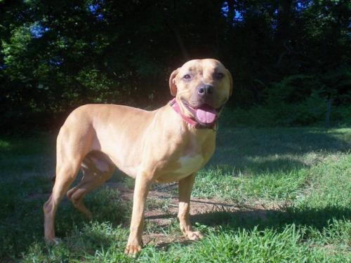 Pit Bull Terrier/Mastiff Mix: An adoptable dog in Annapolis, MD