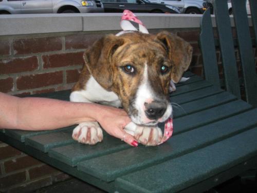 Pit Bull Terrier/Mastiff Mix: An adoptable dog in Tuscaloosa, AL