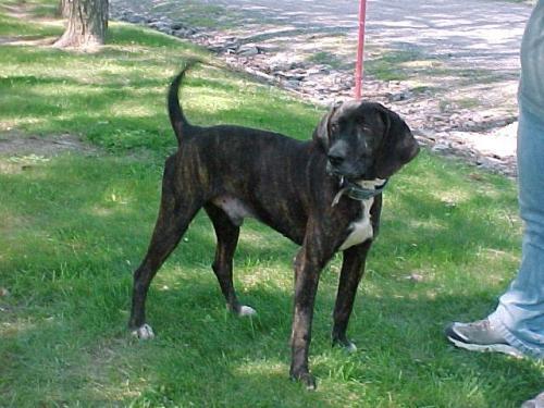 Plott Hound: An adoptable dog in Lexington, VA