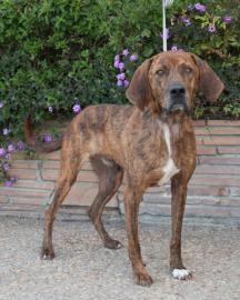 Plott Hound: An adoptable dog in Santa Cruz, CA