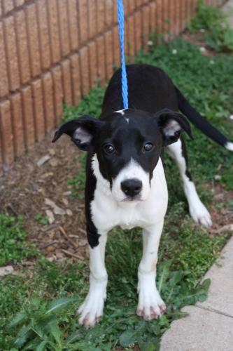 Pointer/Labrador Retriever Mix: An adoptable dog in Decatur, GA