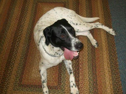 Pointer/Labrador Retriever Mix: An adoptable dog in Wilmington, OH