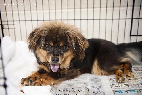 Pomeranian Mix: An adoptable dog in Decatur, GA