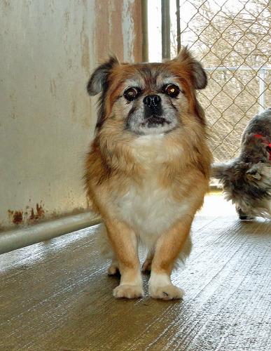 Pomeranian Mix: An adoptable dog in Wilmington, OH