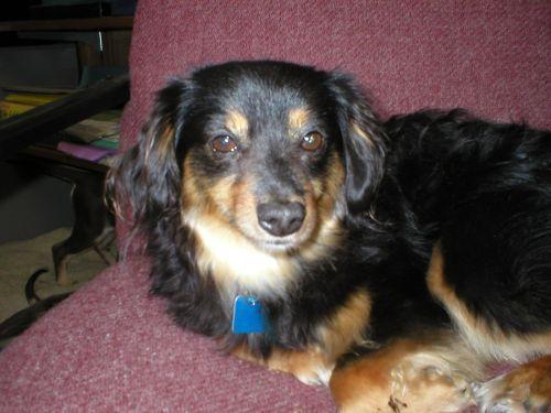 Pomeranian/Dachshund Mix: An adoptable dog in Sumner, WA