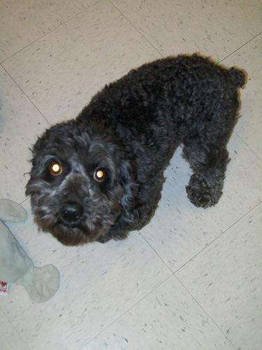 Poodle Mix: An adoptable dog in Brunswick, ME