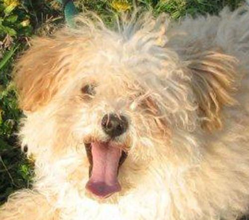 Poodle Mix: An adoptable dog in Waterloo, IL